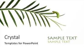  Presentation with caterpillar - Amazing presentation design having young-green-leaves backdrop and a white colored foreground
