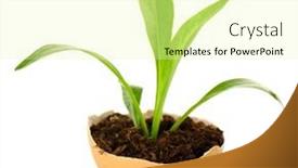  Presentation with eggshell - Theme with young green plant growing in eggshell isolated on white background and a blonde colored foreground