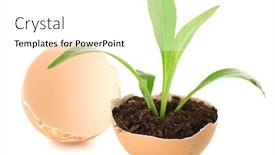  Presentation with young plant - PPT layouts having young green plant growing in eggshell isolated on white background and a white colored foreground