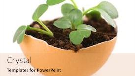  Presentation with eggshell - Colorful presentation theme enhanced with young green plant growing in eggshell isolated on white backdrop and a yellow colored foreground