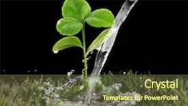  Presentation with water plant - PPT theme having young green plant with water background and a tawny brown colored foreground