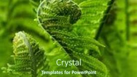  Presentation with fern - Amazing presentation design having young-green-shoots-of-forest backdrop and a forest green colored foreground