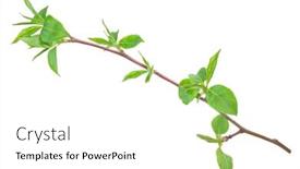  Presentation with sprout - Slide deck with young green sprout of apple-tree with leaf background and a white colored foreground