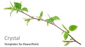  Presentation with sprout - Cool new theme with young green sprout of apple-tree with leaf backdrop and a white colored foreground