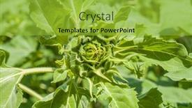  Presentation with agriculture field - Presentation theme enhanced with young-green-sunflower background and a yellow colored foreground