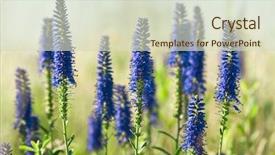  Presentation with purple green - PPT theme enhanced with young green wheat - blue flowers background and a soft green colored foreground