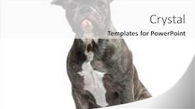 Presentation with grey - Presentation theme having young-grey-french-bulldog-sitting background and a white colored foreground
