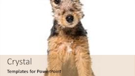  Presentation with old dog - Presentation theme with young-grizzle-and-tan-lakeland background and a coral colored foreground