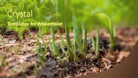 Presentation with plants growing - Slide set having young-growing-hosta-plants background and a tawny brown colored foreground