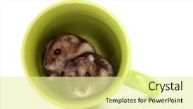  Presentation with hamsters - Audience pleasing presentation consisting of young hamsters in green cup isolated on white backdrop and a blonde colored foreground