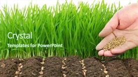  Presentation with young plant - Slide deck featuring young hand sowing wheat seeds background and a forest green colored foreground