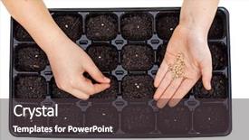  Presentation with seed germination - Beautiful slides featuring young hands sowing vegetable seeds backdrop and a dark gray colored foreground