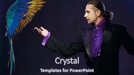  Presentation with magician - Cool new theme with young handsome brunette magician man in stage costume with his trained parrot backdrop and a wine colored foreground