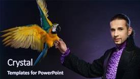  Presentation with parrot - PPT theme enhanced with young handsome brunette magician man in stage costume with his trained parrot background and a wine colored foreground