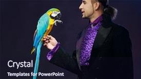  Presentation with magician - Colorful presentation design enhanced with young handsome brunette magician man in stage costume with his trained parrot backdrop and a wine colored foreground