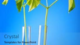  Presentation with test tube laboratory - Beautiful slide deck featuring young haricot plant in the laboratory test tube backdrop and a light blue colored foreground