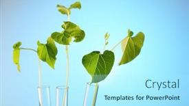  Presentation with test tube laboratory - Slides featuring young haricot plant in the laboratory test tube background and a arctic colored foreground