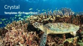  Presentation with fish turtle - Amazing theme having young hawksbill turtle rests under coral reef with fish backdrop and a ocean colored foreground