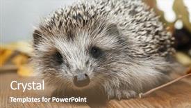  Presentation with barn wood autumn apples - PPT theme with young hedgehog in autumn leaves background and a  colored foreground