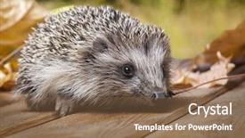  Presentation with autumn leaves - Presentation theme featuring young-hedgehog-in-autumn-leaves background and a violet colored foreground