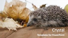  Presentation with autumn leaves - Slides having young-hedgehog-in-autumn-leaves background and a coral colored foreground