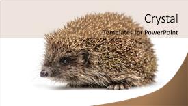  Presentation with blank whiteboard isolated on white - Colorful presentation theme enhanced with young hedgehog isolated on white backdrop and a coral colored foreground