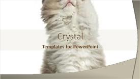  Presentation with fold - Slide deck with paws - young highland fold kitten pawing background and a soft green colored foreground