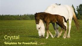  Presentation with foal - Beautiful presentation featuring young horse baby or foal playing backdrop and a tawny brown colored foreground