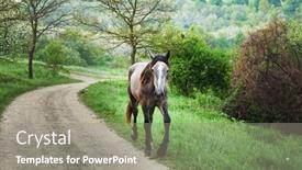  Presentation with horse - 