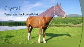  Presentation with green lake - PPT theme having young-horse-standing-on-green background and a light blue colored foreground