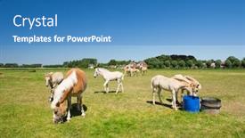  Presentation with horses - Presentation design consisting of young horses in the dutch fields with village at the horizon background and a teal colored foreground