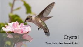  Presentation with light pink - Slides featuring young hummingbird feeding background and a light gray colored foreground