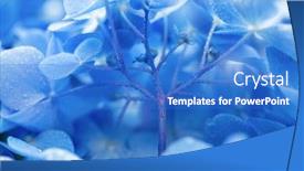  Presentation with hydrangea - Amazing PPT theme having young-hydrangea-flower-with-dew backdrop and a cobalt blue colored foreground