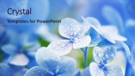  Presentation with hydrangea - Audience pleasing PPT theme consisting of young hydrangea flower with dew backdrop and a light blue colored foreground