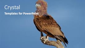  Presentation with south africa - Audience pleasing presentation design consisting of young-immature-bateleur-eagle-terathopius backdrop and a teal colored foreground