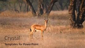  Presentation with tourism india - Slides having young-indian-bennetti-gazelle background and a coral colored foreground