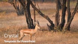  Presentation with tourism india - Theme featuring young-indian-bennetti-gazelle background and a coral colored foreground