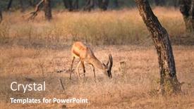  Presentation with tourism india - Audience pleasing theme consisting of young-indian-bennetti-gazelle backdrop and a coral colored foreground