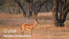  Presentation with tourism india - PPT layouts featuring young-indian-bennetti-gazelle background and a coral colored foreground