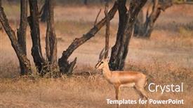  Presentation with tourism india - Amazing PPT theme having young-indian-bennetti-gazelle backdrop and a coral colored foreground