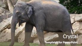  Presentation with indian - Amazing PPT layouts having young-indian-elephant-elephas-maximus backdrop and a  colored foreground