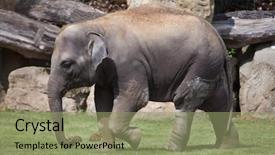  Presentation with indian - Slides featuring young-indian-elephant-elephas-maximus background and a seafoam green colored foreground