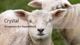  Presentation with farming - Slides consisting of young irish lamb background and a  colored foreground
