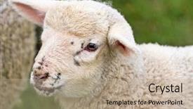  Presentation with farming - Colorful PPT layouts enhanced with young irish lamb backdrop and a  colored foreground