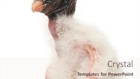  Presentation with old young - Colorful slides enhanced with young-king-vulture-sarcoramphus-papa backdrop and a lemonade colored foreground