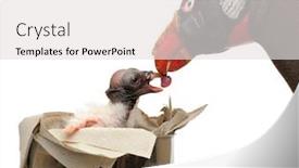  Presentation with old young - Slides enhanced with young-king-vulture-sarcoramphus-papa background and a light gray colored foreground