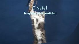  Presentation with feather - Colorful slide deck enhanced with young kitten cat playing with feather toy backdrop and a ocean colored foreground
