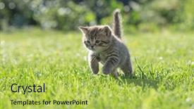  Presentation with kitten - Audience pleasing PPT layouts consisting of young kitten jumping or running backdrop and a yellow colored foreground
