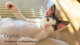  Presentation with kitten - Audience pleasing slides consisting of young-kitten-playing-on-sofa backdrop and a coral colored foreground