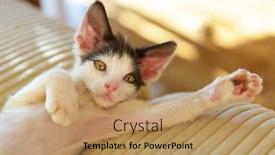  Presentation with kitten - Slides enhanced with young-kitten-playing-on-sofa background and a coral colored foreground